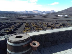 Wijngaard lanzarote druiven lava