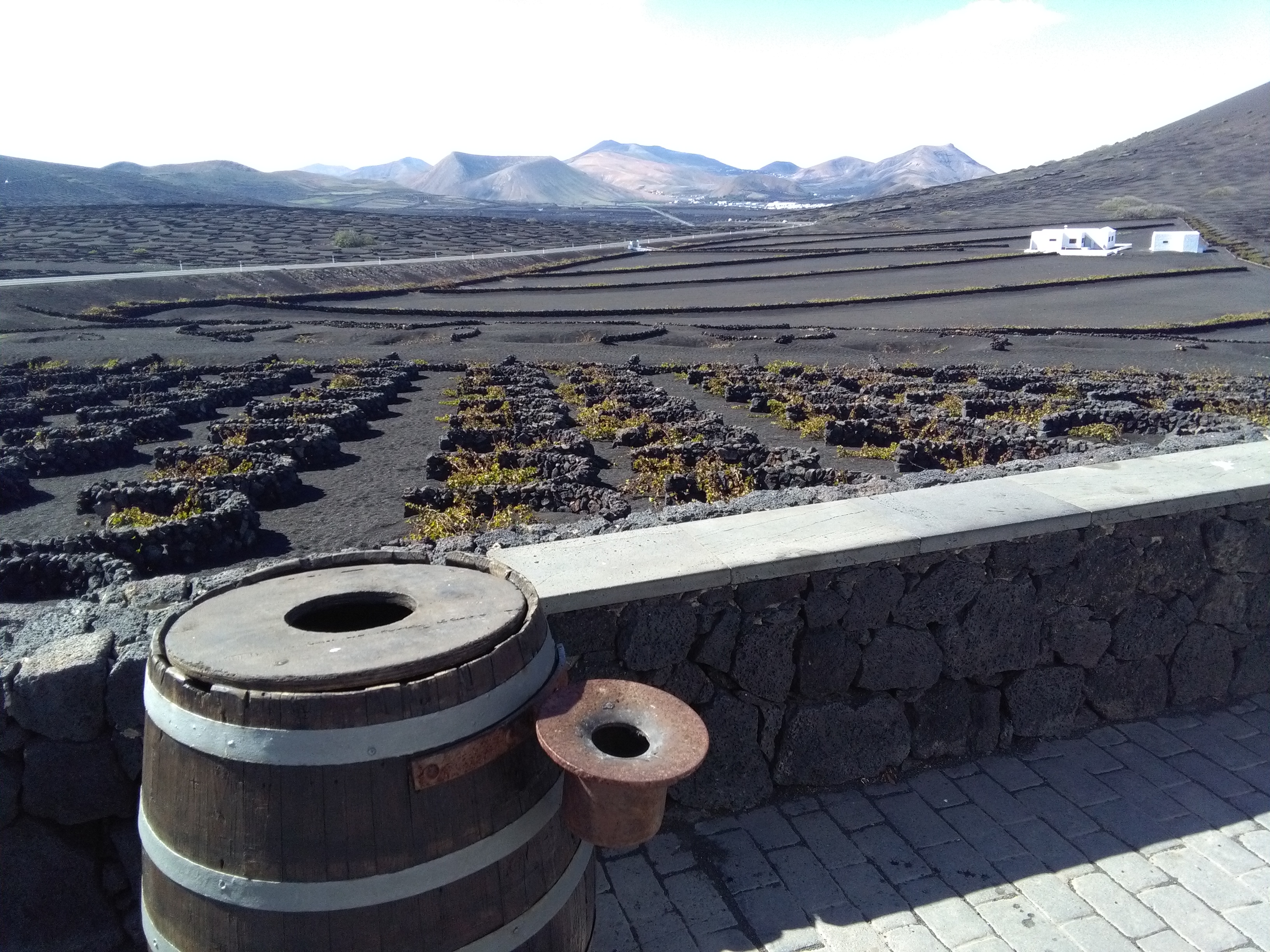 Wijngaard lanzarote druiven lava