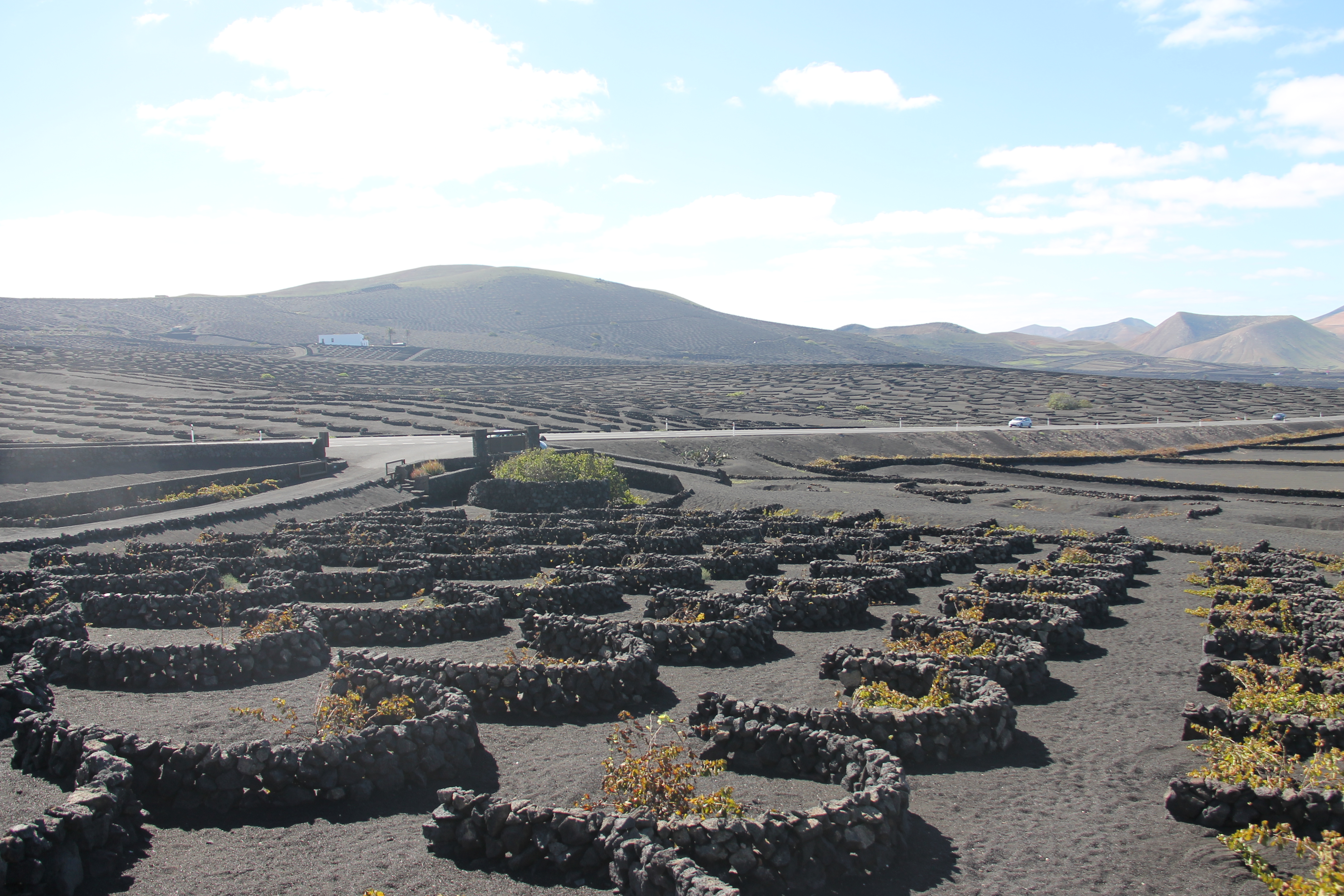 wijnvelden lanzarote vulkanisch