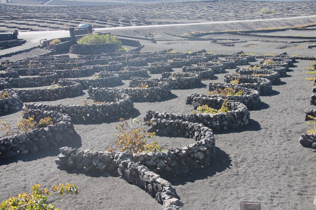 wijnvelden lanzarote vulkanisch