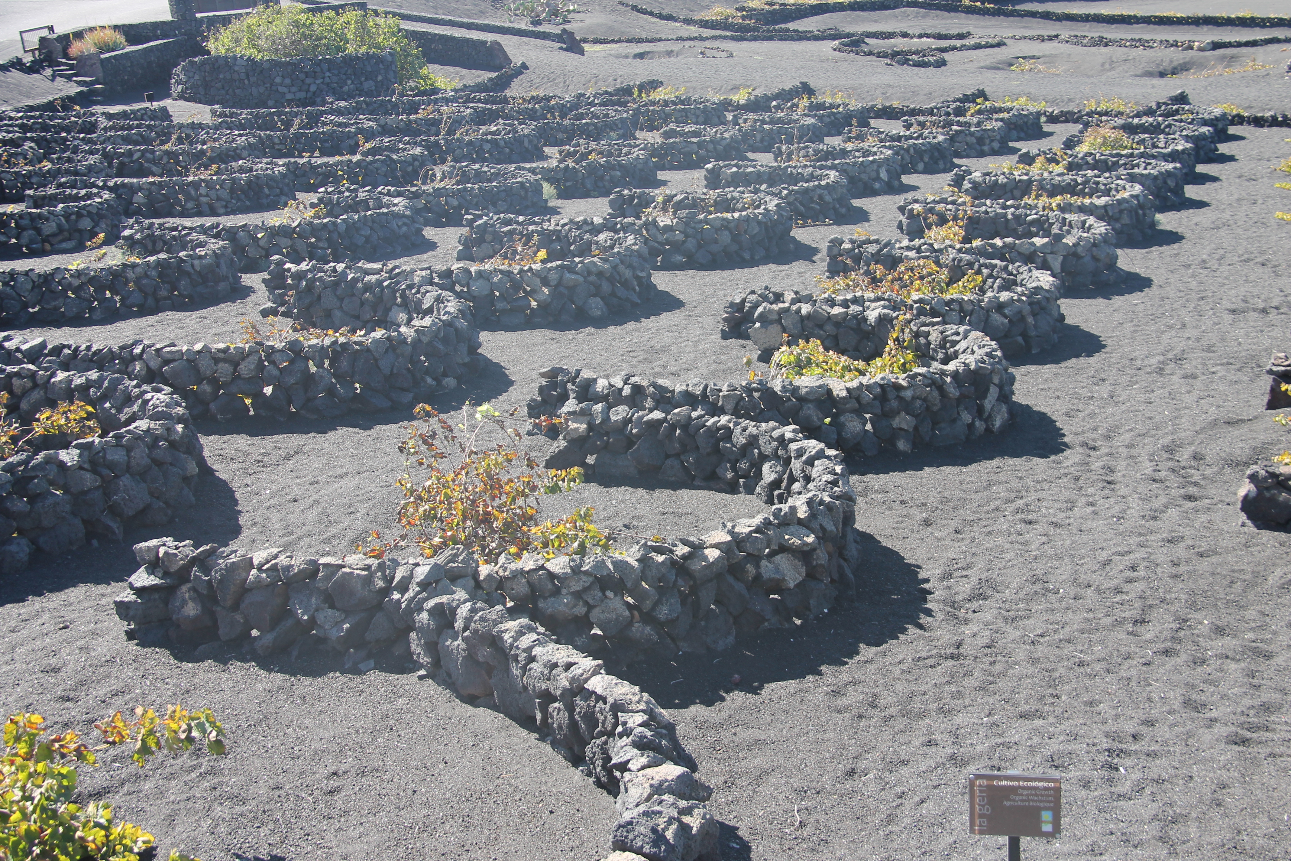 wijnvelden lanzarote vulkanisch