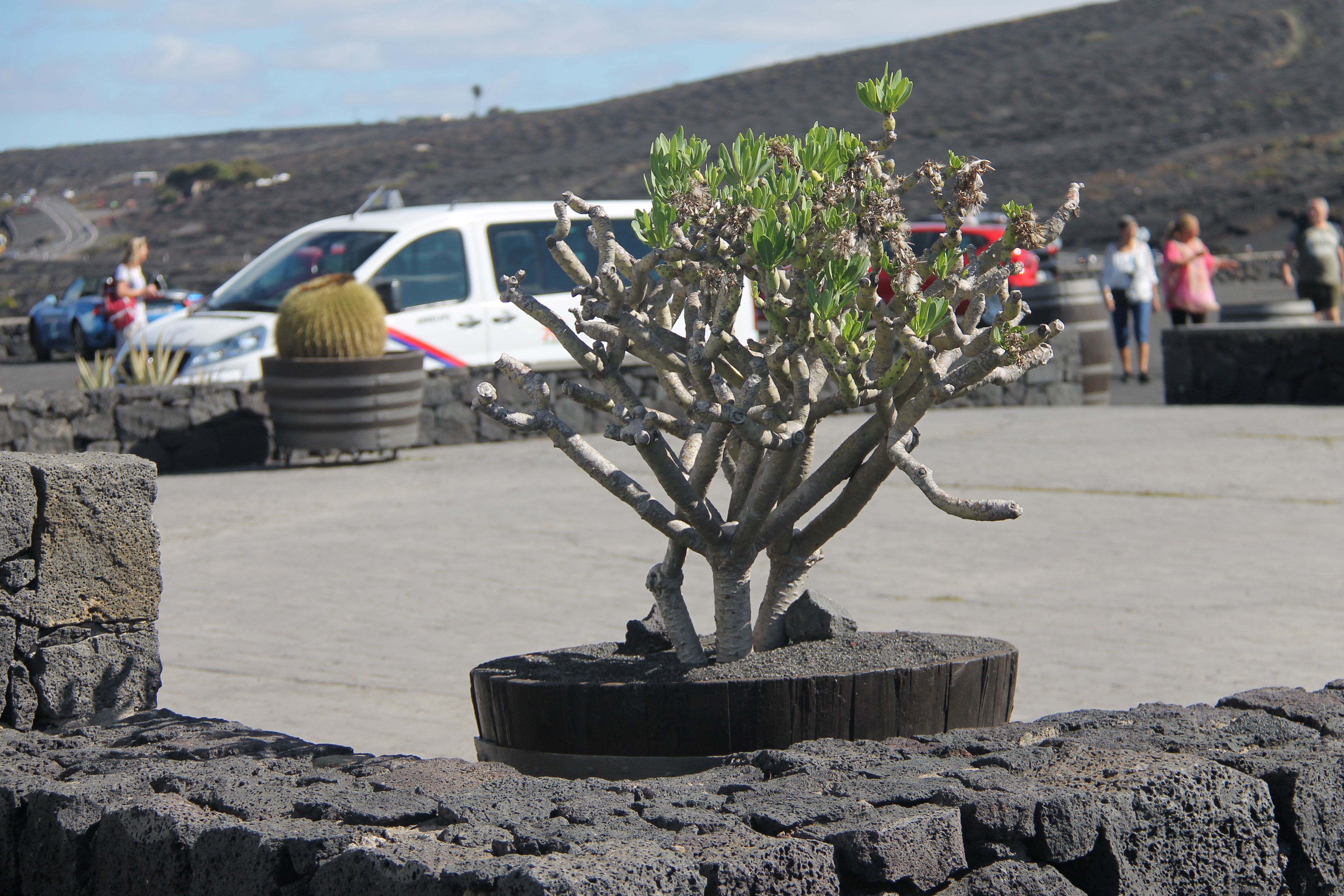 wijnvelden lanzarote vulkanisch