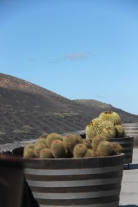 wijnvelden lanzarote vulkanisch