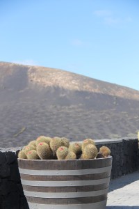 wijnvelden lanzarote