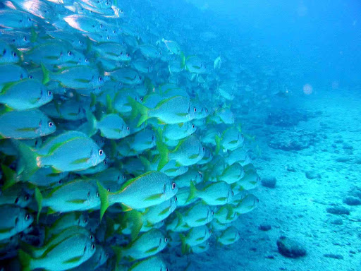 spanje duiken en snorkelen op je vakantie 5