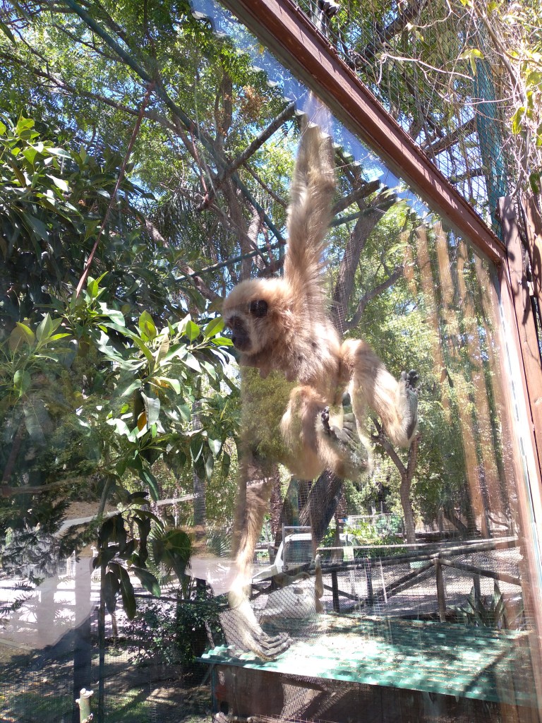 dierentuin-in-estepona-een-van-de-leuke-uitjes-voor-kinderen-vakantie-costa-de-sol-234234