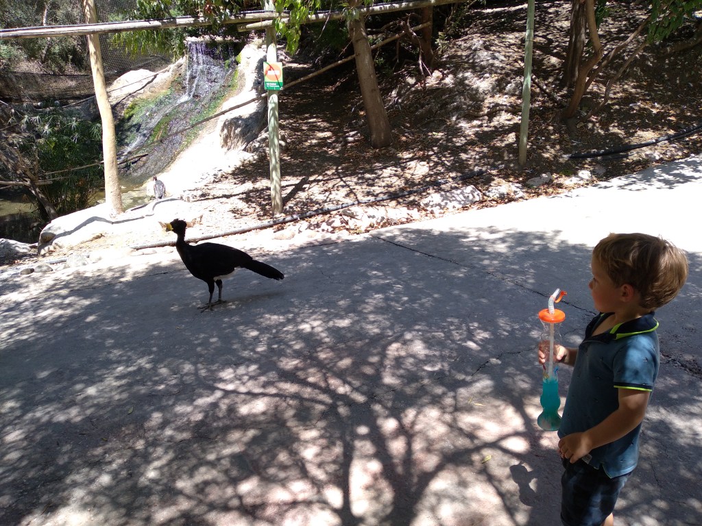 dierentuin-in-estepona-een-van-de-leuke-uitjes-voor-kinderen-vakantie-costa-de-sol-34-1