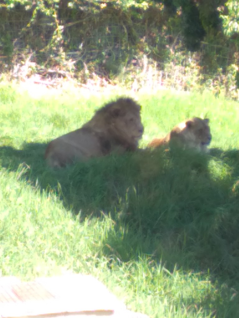 dierentuin-in-estepona-een-van-de-leuke-uitjes-voor-kinderen-vakantie-costa-de-sol-534