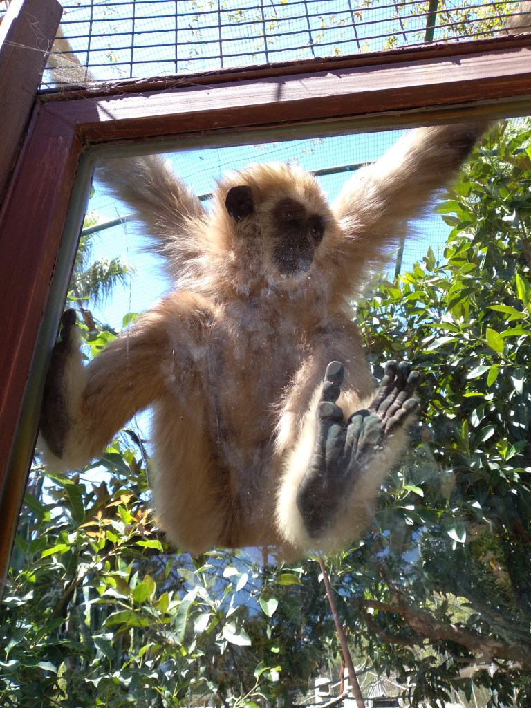 dierentuin-in-estepona-een-van-de-leuke-uitjes-voor-kinderen-vakantie-costa-de-sol-546456