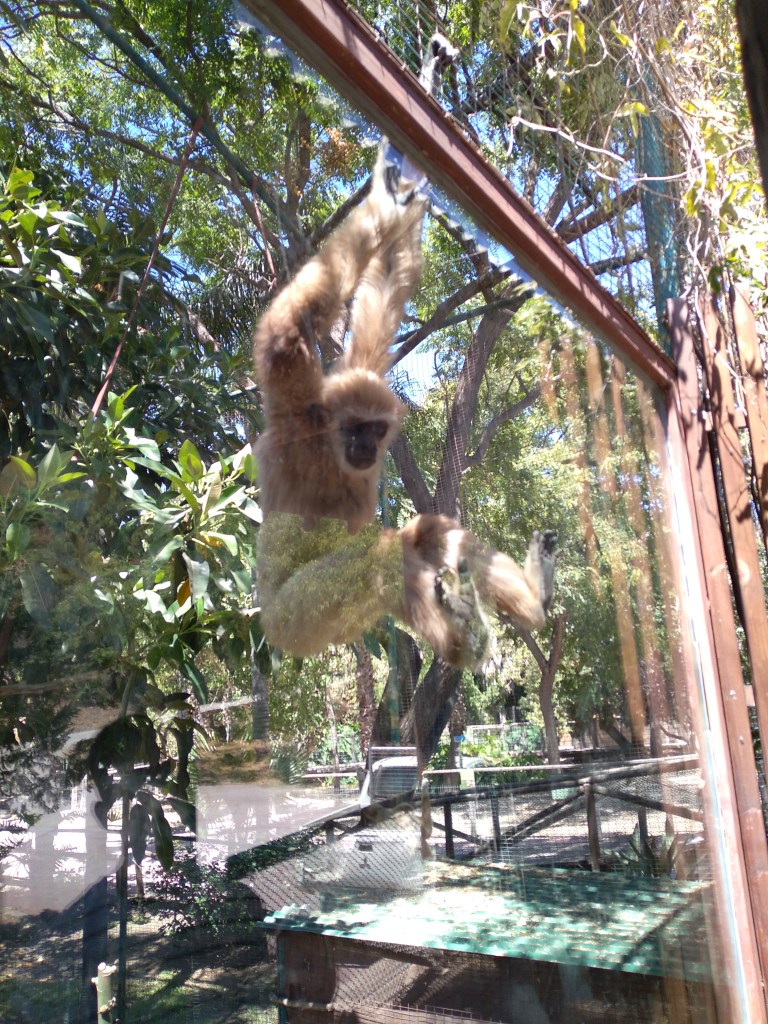 dierentuin-in-estepona-een-van-de-leuke-uitjes-voor-kinderen-vakantie-costa-de-sol-678-1