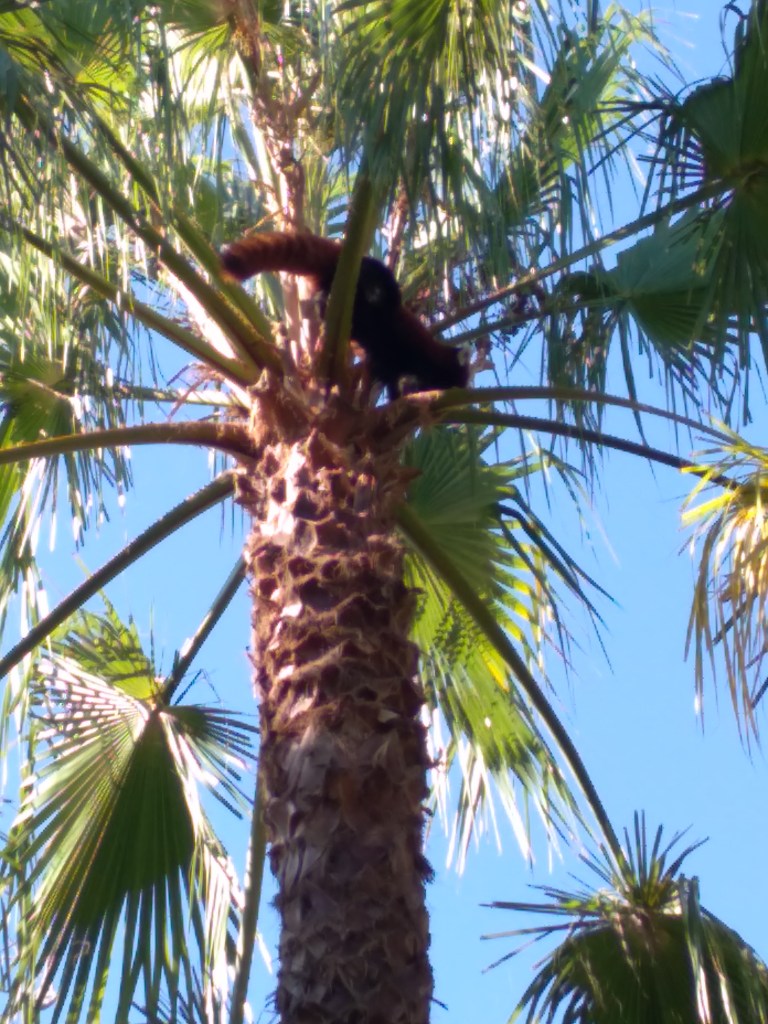 dierentuin-in-estepona-een-van-de-leuke-uitjes-voor-kinderen-vakantie-costa-de-sol-77-1