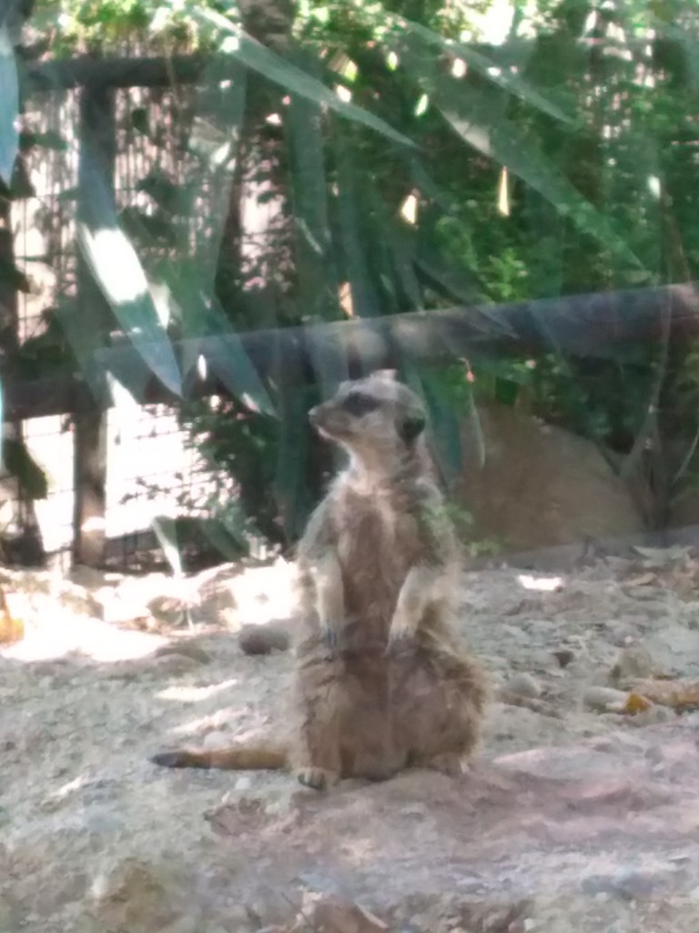 dierentuin-in-estepona-een-van-de-leuke-uitjes-voor-kinderen-vakantie-costa-de-sol